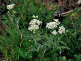 Smelowskia alba