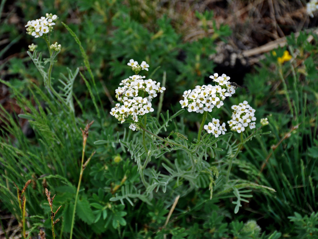 Image of Smelowskia alba specimen.