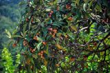 Eriobotrya japonica. Ветви плодоносящего дерева. Абхазия, Гудаутский р-н, Новый Афон, в культуре. 18.07.2017.