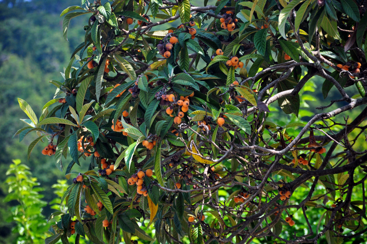 Image of Eriobotrya japonica specimen.