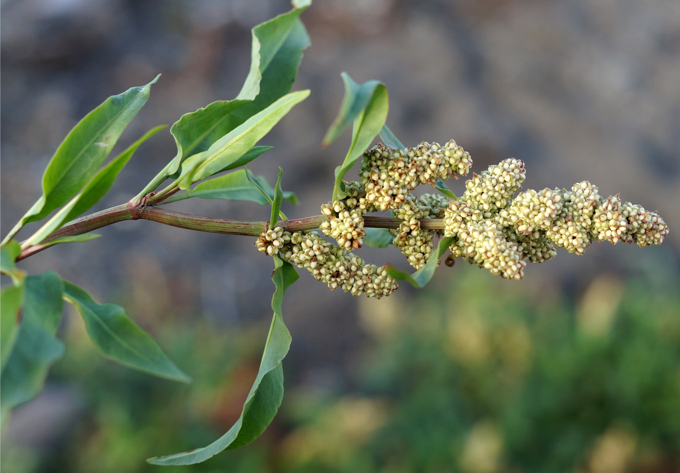 Изображение особи Rumex sibiricus.