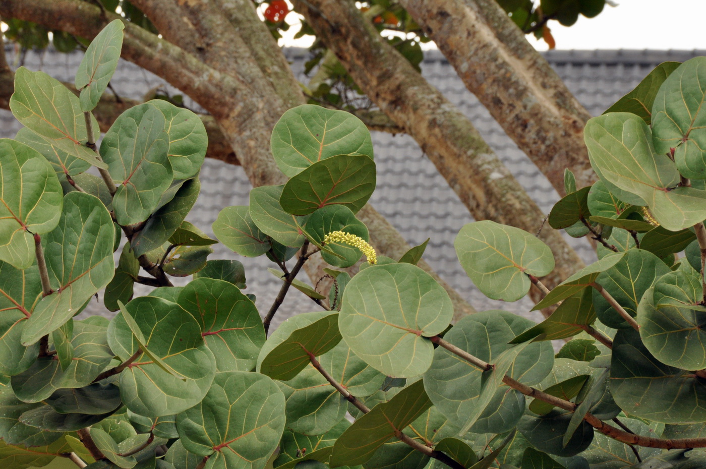 Image of Coccoloba uvifera specimen.