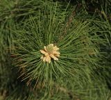 род Pinus