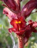 Orobanche alba подвид xanthostigma