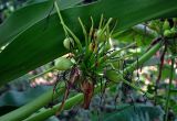 Crinum asiaticum