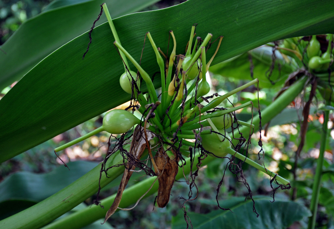 Изображение особи Crinum asiaticum.