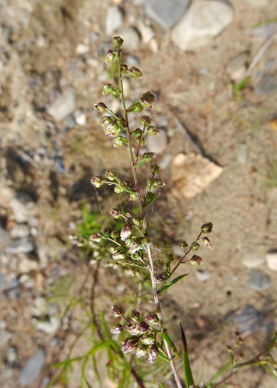 Изображение особи Artemisia desertorum.