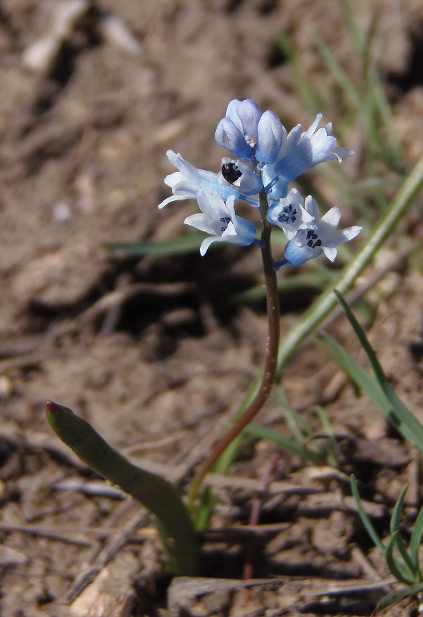 Image of Hyacinthella leucophaea specimen.