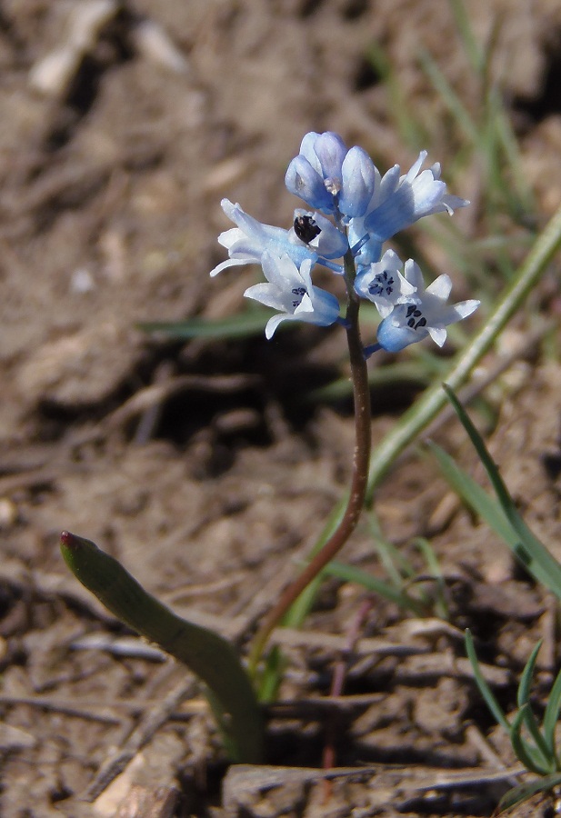 Изображение особи Hyacinthella leucophaea.