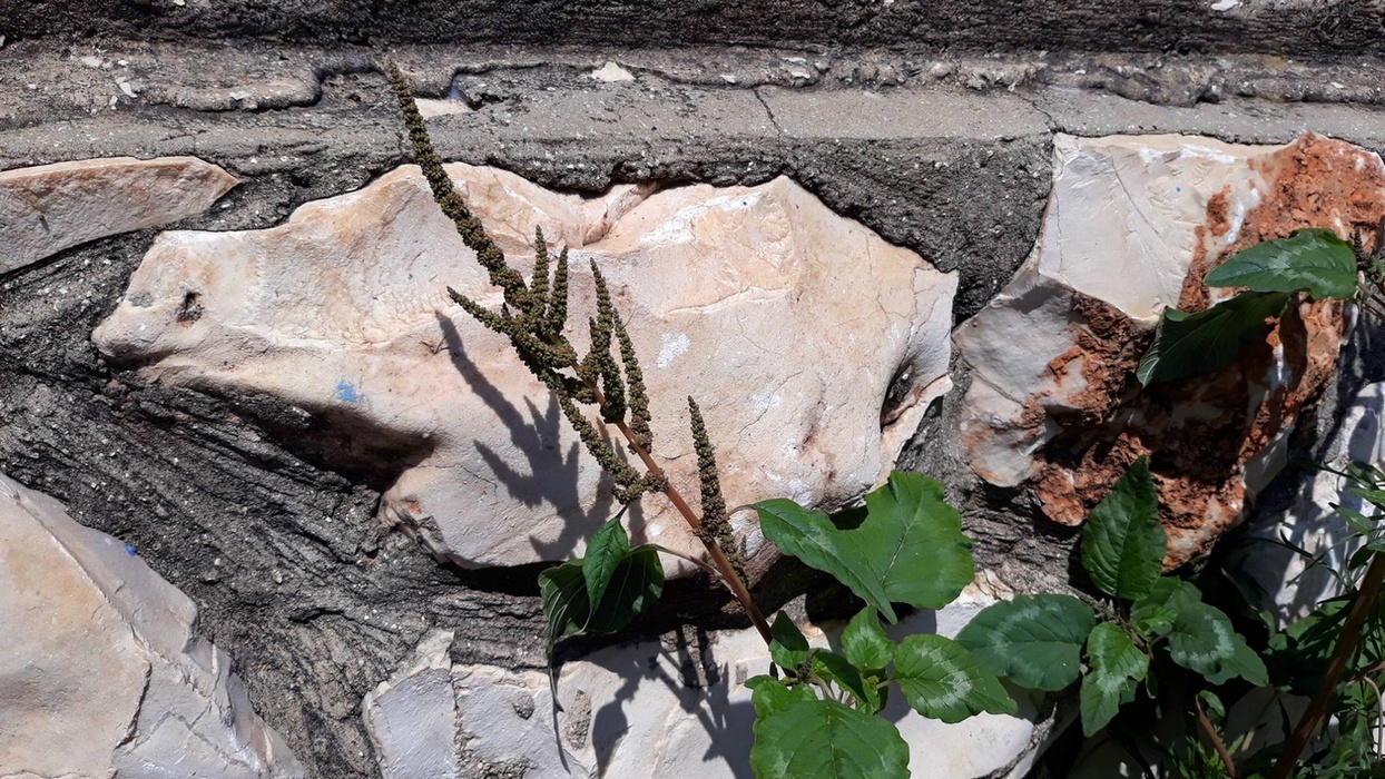 Image of Amaranthus viridis specimen.