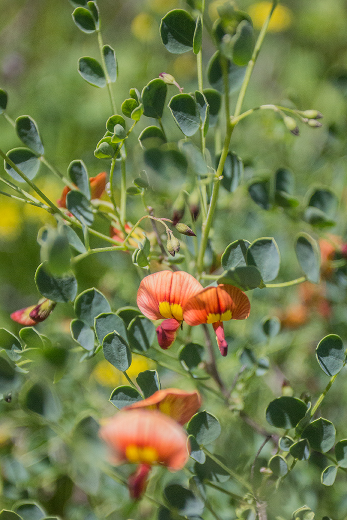 Изображение особи Colutea orientalis.