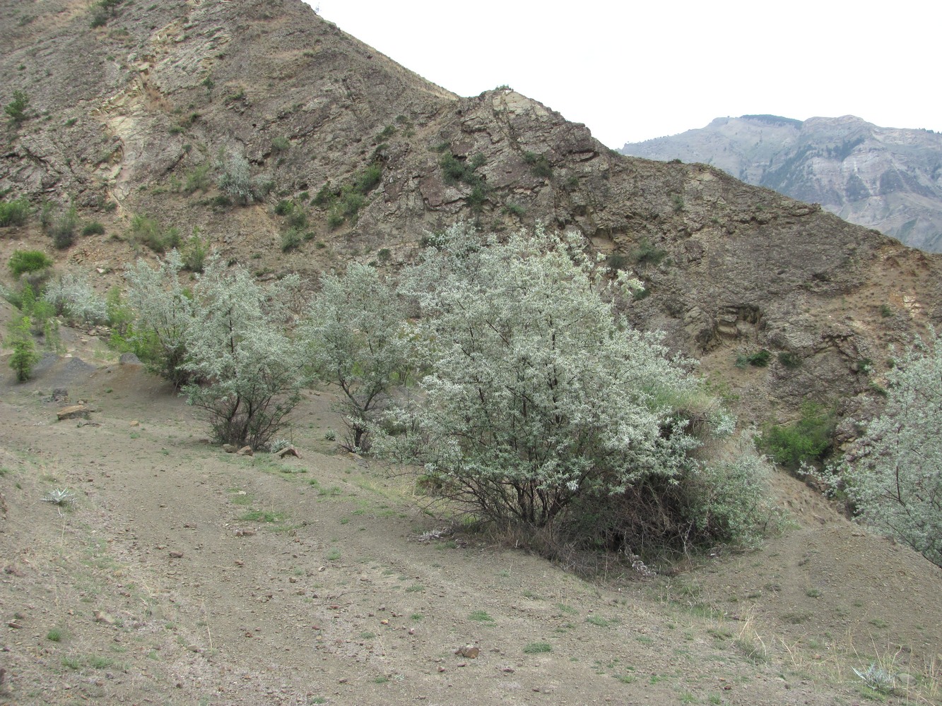 Изображение особи Elaeagnus caspica.