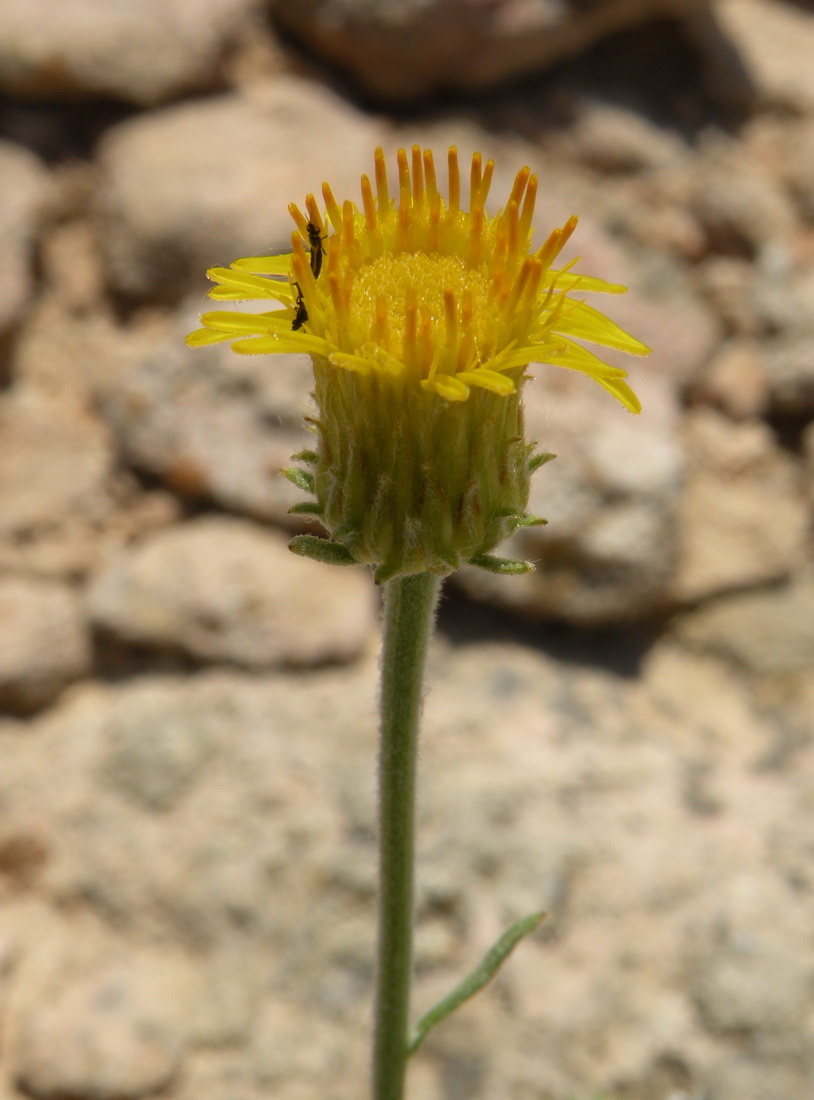 Image of Inula multicaulis specimen.