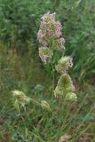 Dactylis glomerata