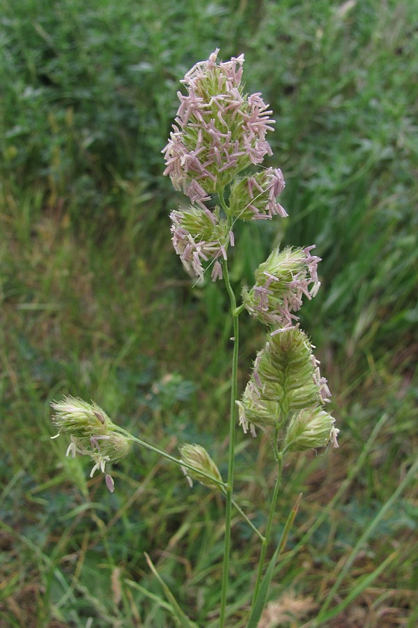 Изображение особи Dactylis glomerata.