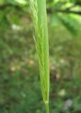 семейство Poaceae