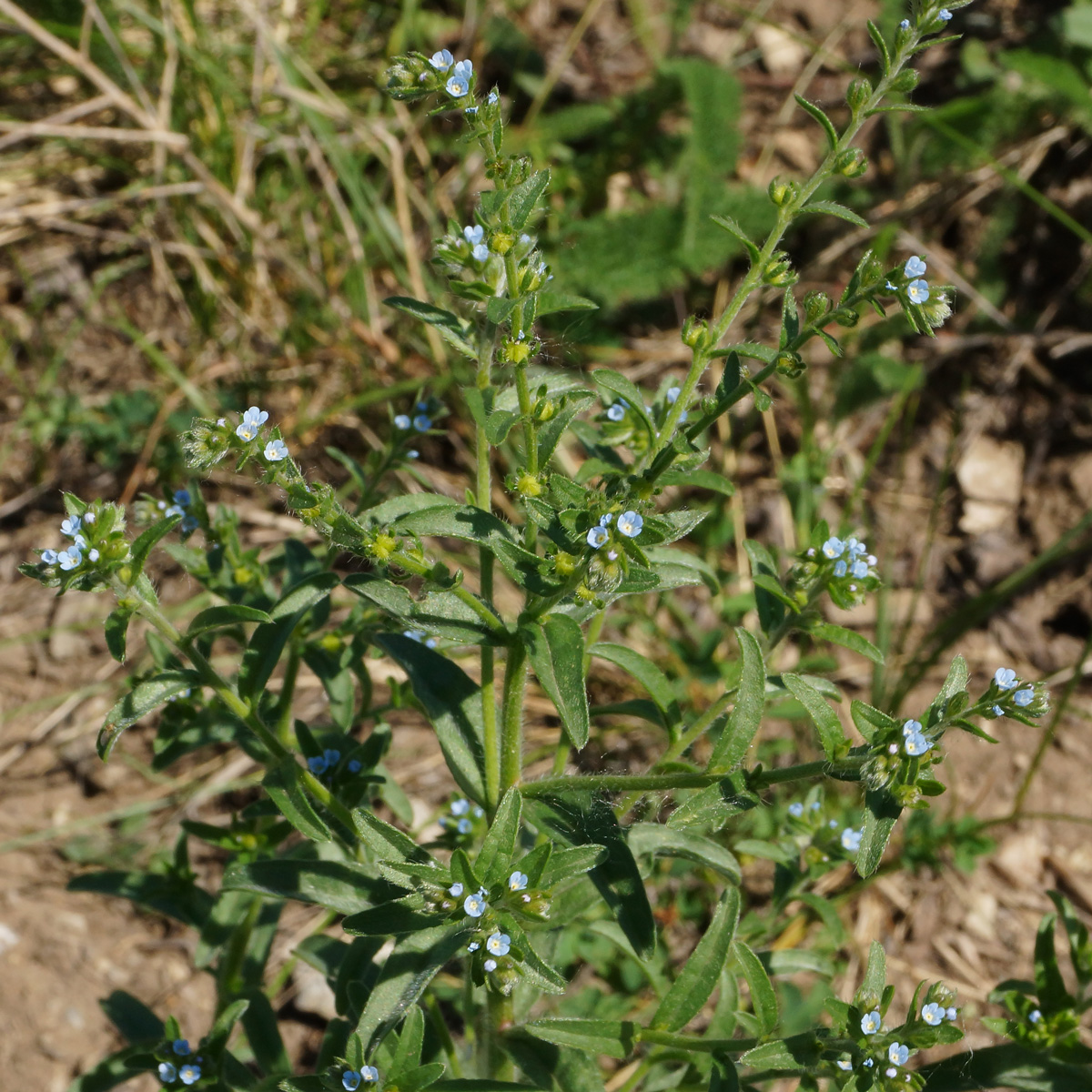Image of genus Lappula specimen.