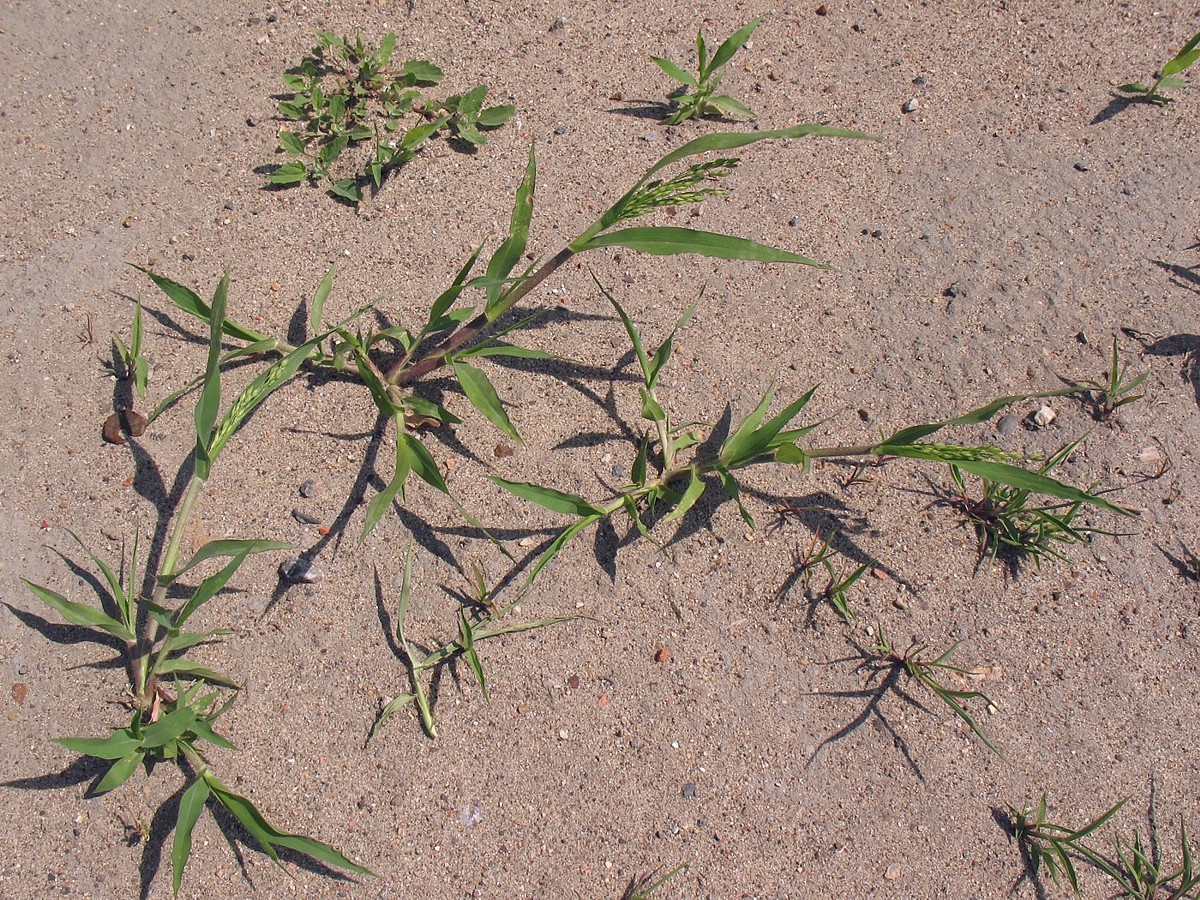 Image of Panicum miliaceum ssp. ruderale specimen.