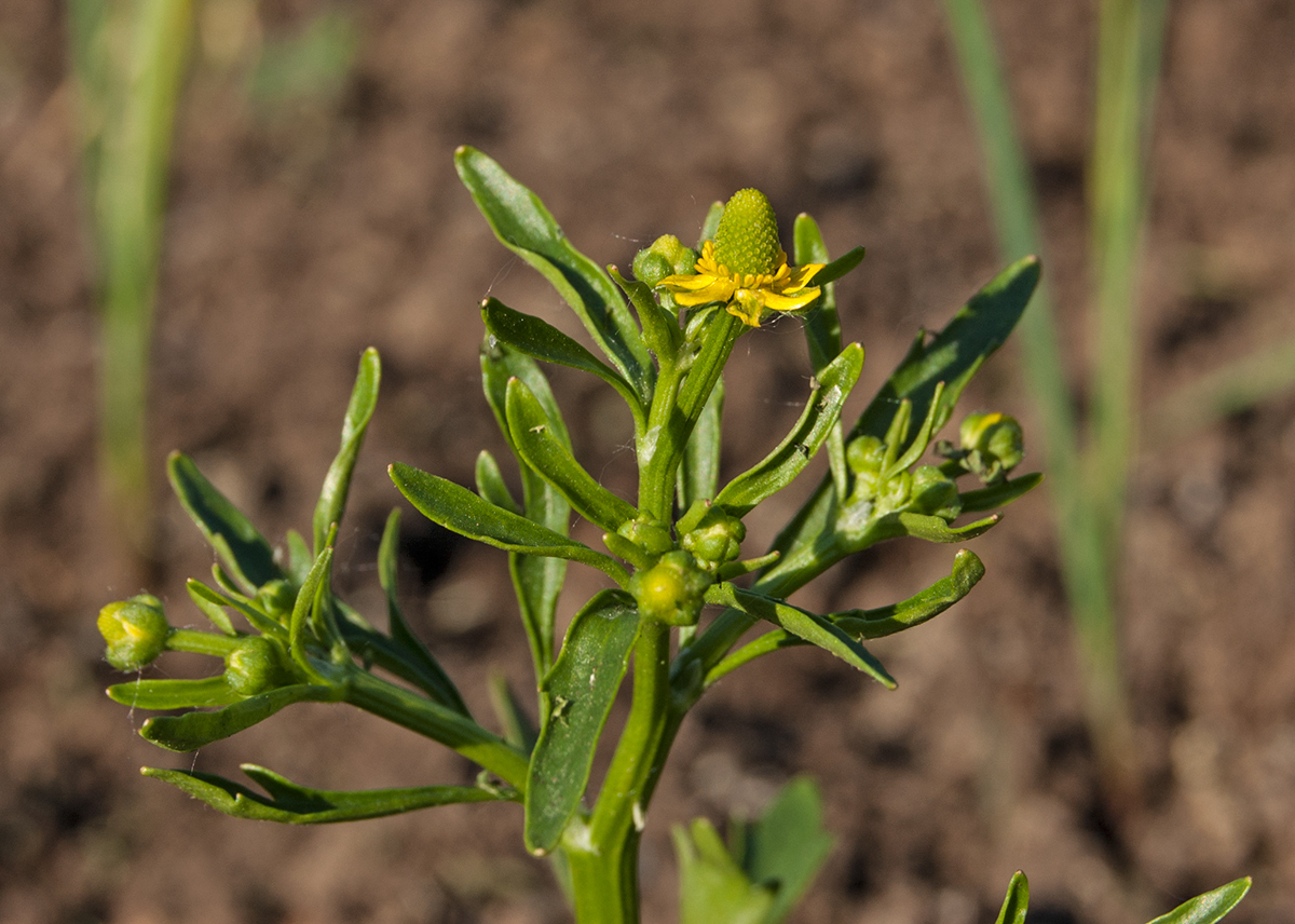 Изображение особи Ranunculus sceleratus.