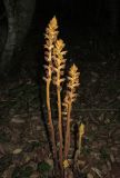 Orobanche laxissima