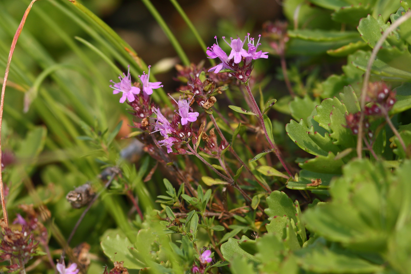 Изображение особи род Thymus.