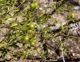 Jasminum fruticans. Ветки с незрелыми плодами. Южный берег Крыма, возле пос. Новый Свет, Можжевеловая роща. 12.08.2018.