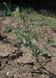 Artemisia sieversiana