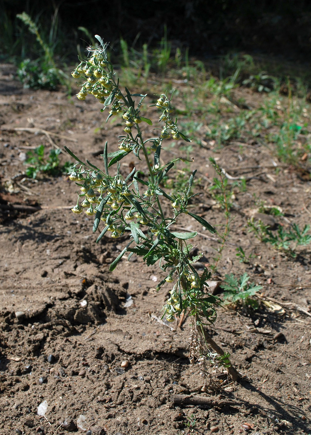 Изображение особи Artemisia sieversiana.