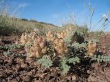 Astragalus chaetodon. Растение в начальной стадии плодоношения. Казахстан, Жамбылская обл., Таласский р-н, вост. берег оз. Акколь, сухая степь на вершине сопки у края чинка. 16 мая 2018 г.