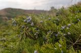 Juniperus sabina