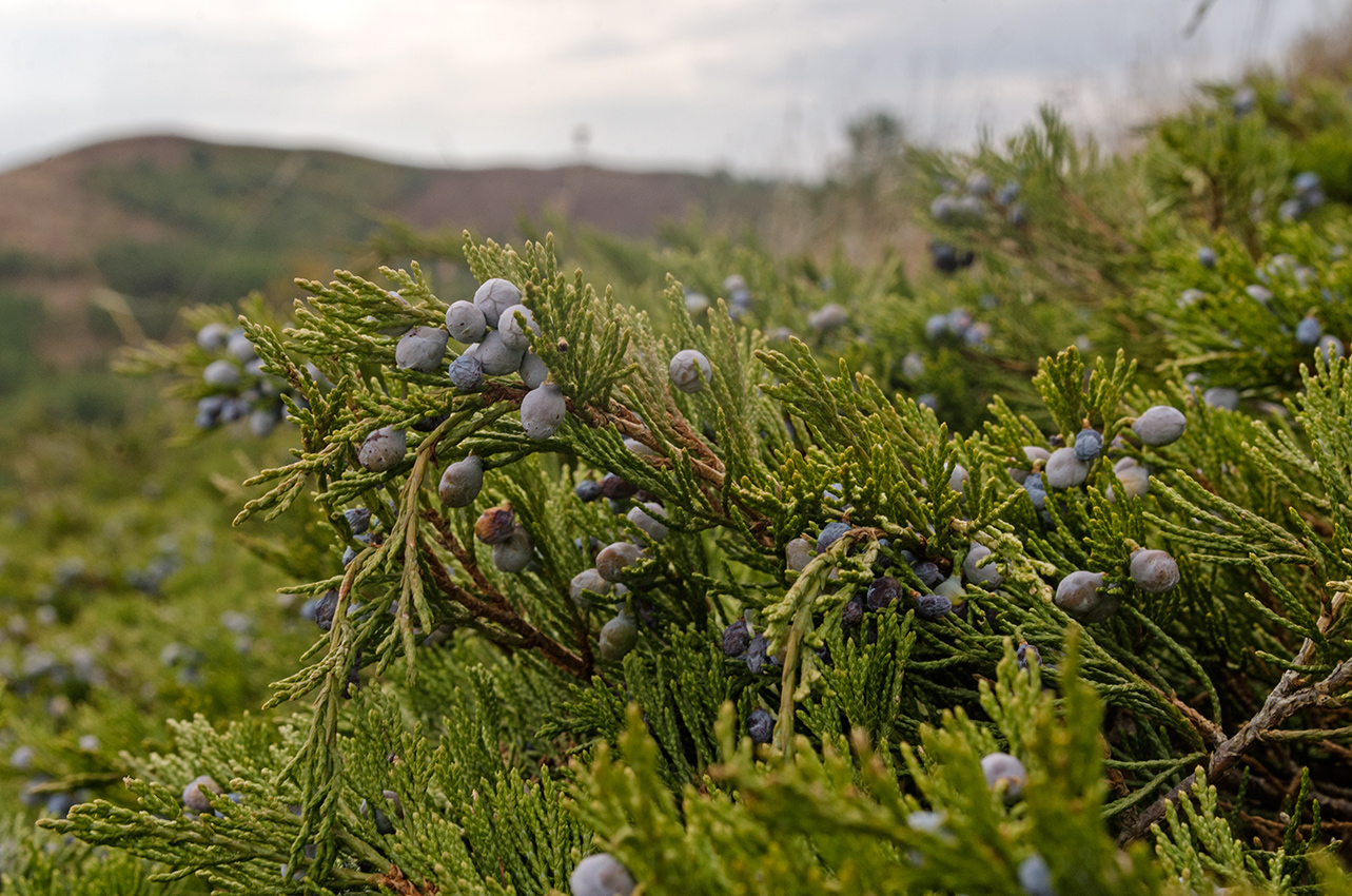 Image of Juniperus sabina specimen.