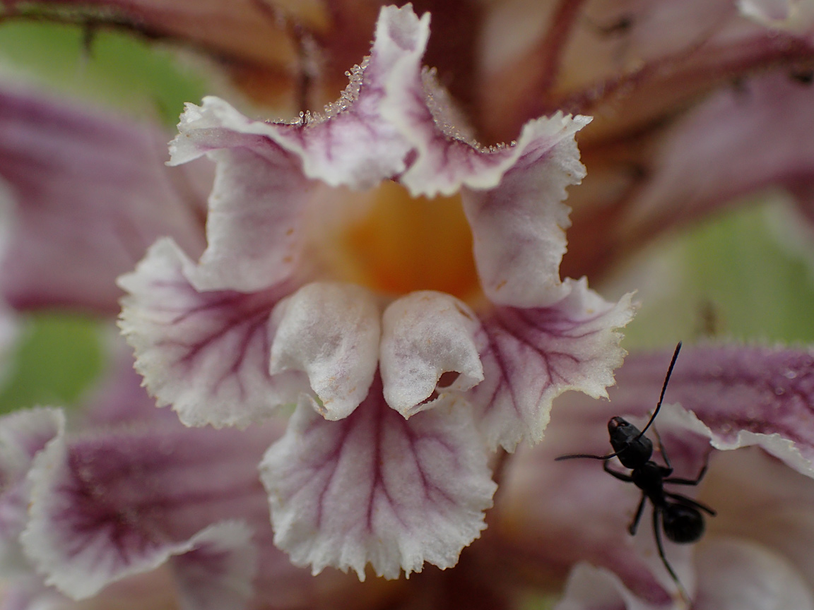 Image of Orobanche crenata specimen.