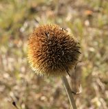 Echinops pungens. Корзинка в плодоношении. Грузия, Боржоми-Харагаульский национальный парк, маршрут №10, ≈ 1300 м н.у.м, луг в смешанном лесу на вершине отрога. 08.10.2018.