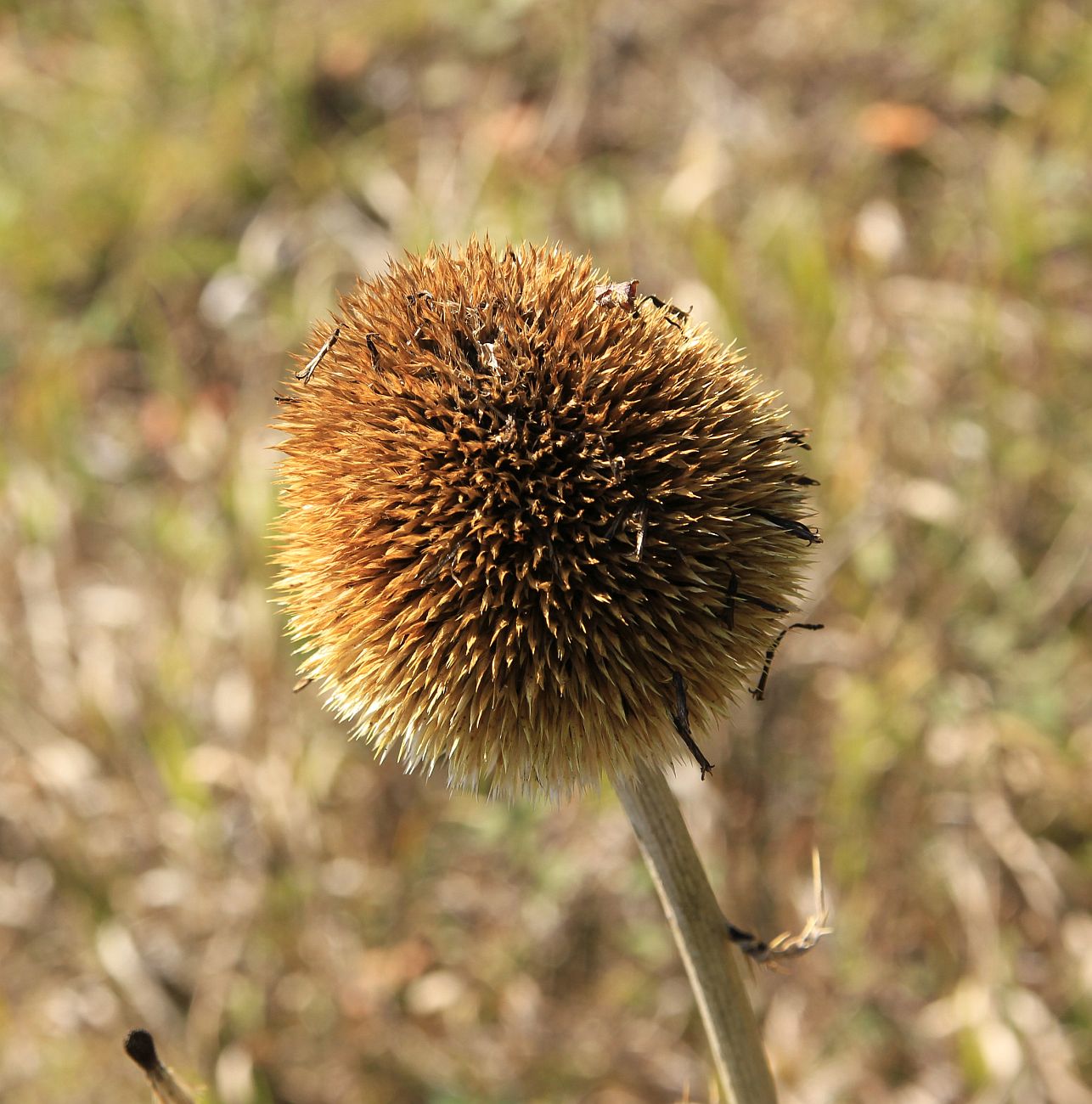 Image of Echinops pungens specimen.