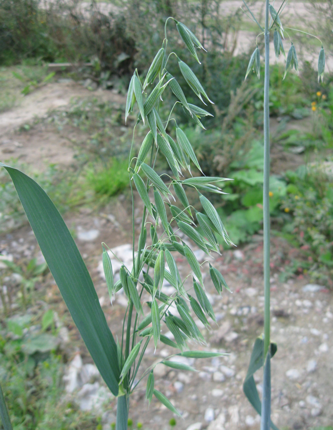 Изображение особи Avena georgica.