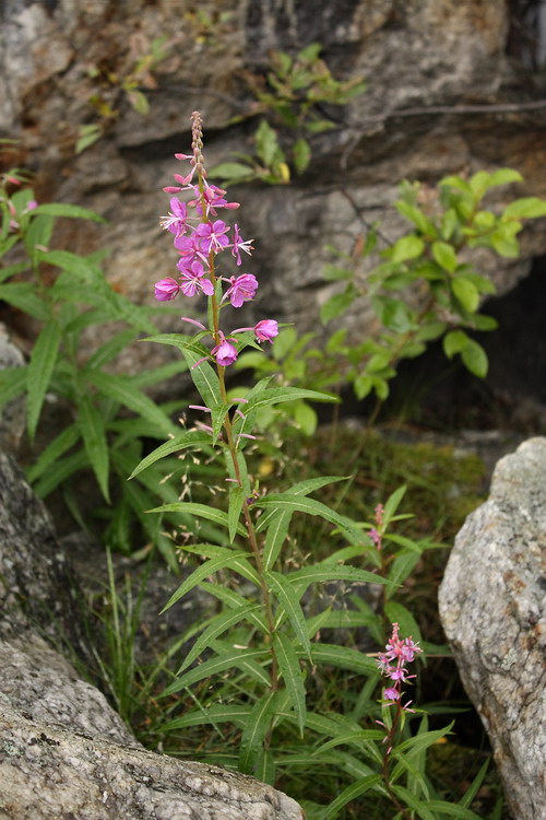 Image of Chamaenerion angustifolium specimen.