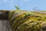 Sedum acre. Вегетирующее растение на замшелом бетонном укреплении. Санкт-Петербург, Кронштадтский р-н; о-в Котлин, форт \"Шанец\", проезд через западный вал. 15.09.2018.