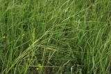 Stipa capillata. Соцветие. Украина, Ивано-Франковская обл., Галичский р-н, окр. с. Бовшев, Касова гора, луговой склон. 24 июня 2010 г.
