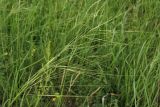 Stipa capillata