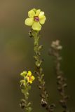 Verbascum pyramidatum