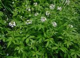 Cardamine macrophylla