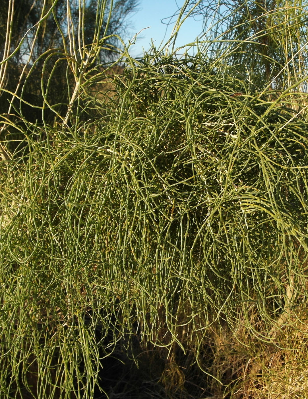 Image of Haloxylon aphyllum specimen.