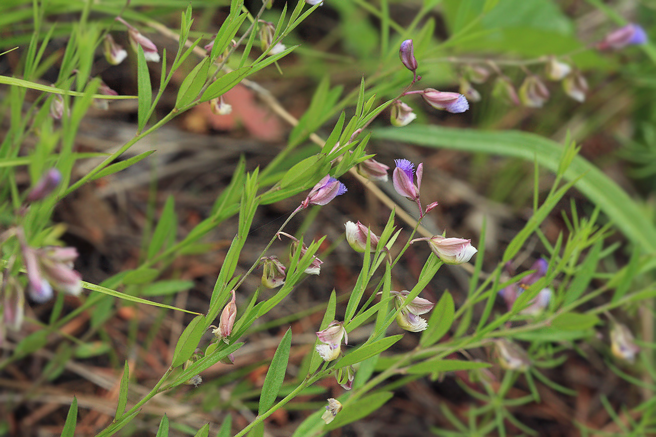 Image of Polygala sibirica specimen.