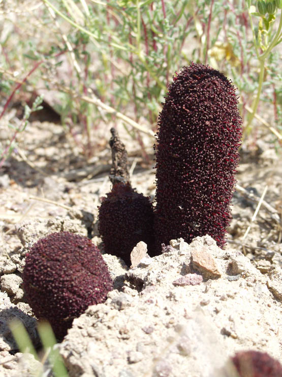 Image of Cynomorium songaricum specimen.