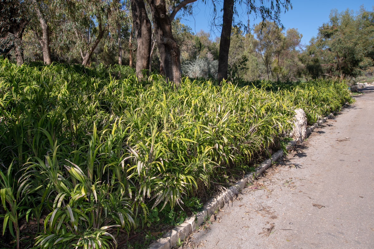 Image of Dianella caerulea specimen.