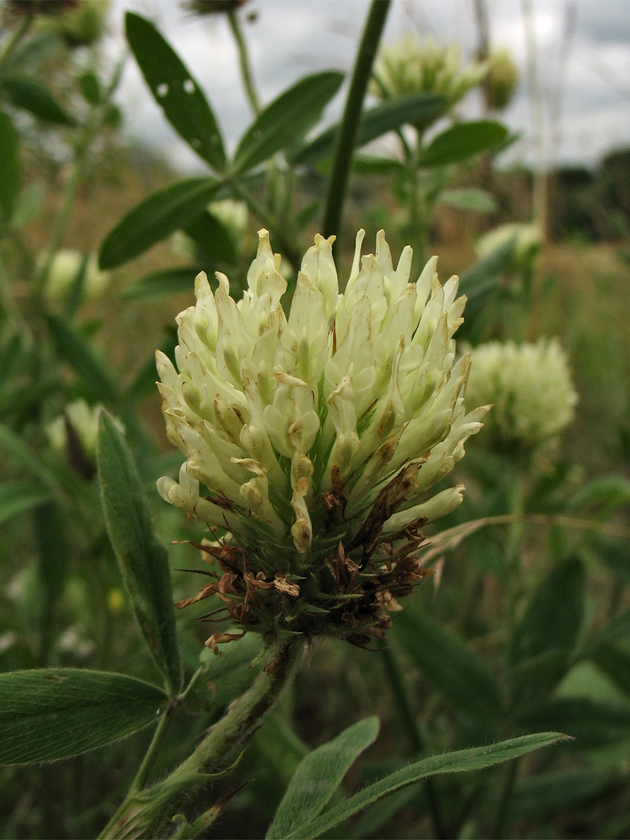 Image of Trifolium pannonicum specimen.