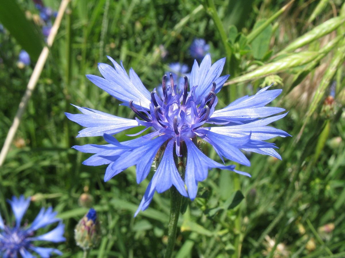 Изображение особи Centaurea cyanus.