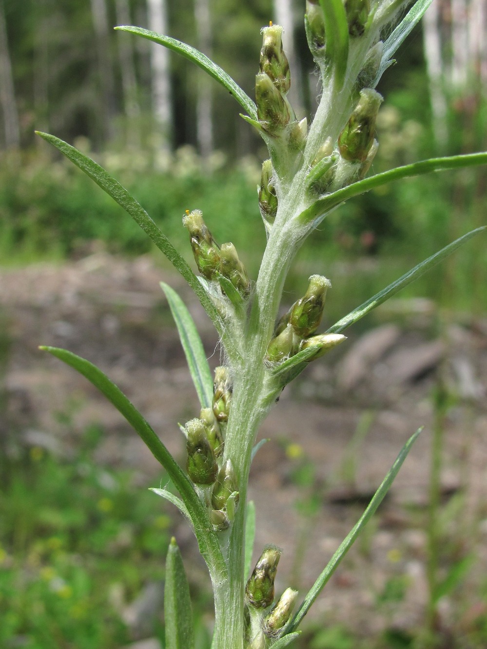 Изображение особи Omalotheca sylvatica.