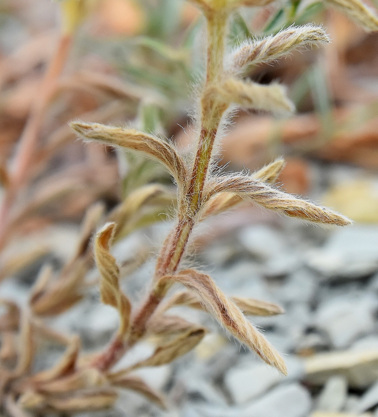 Image of Sideritis montana specimen.