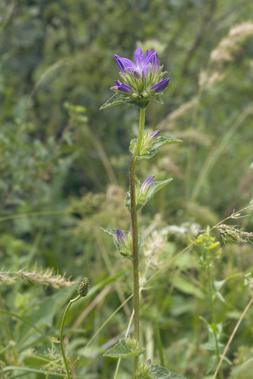 Image of Campanula glomerata specimen.